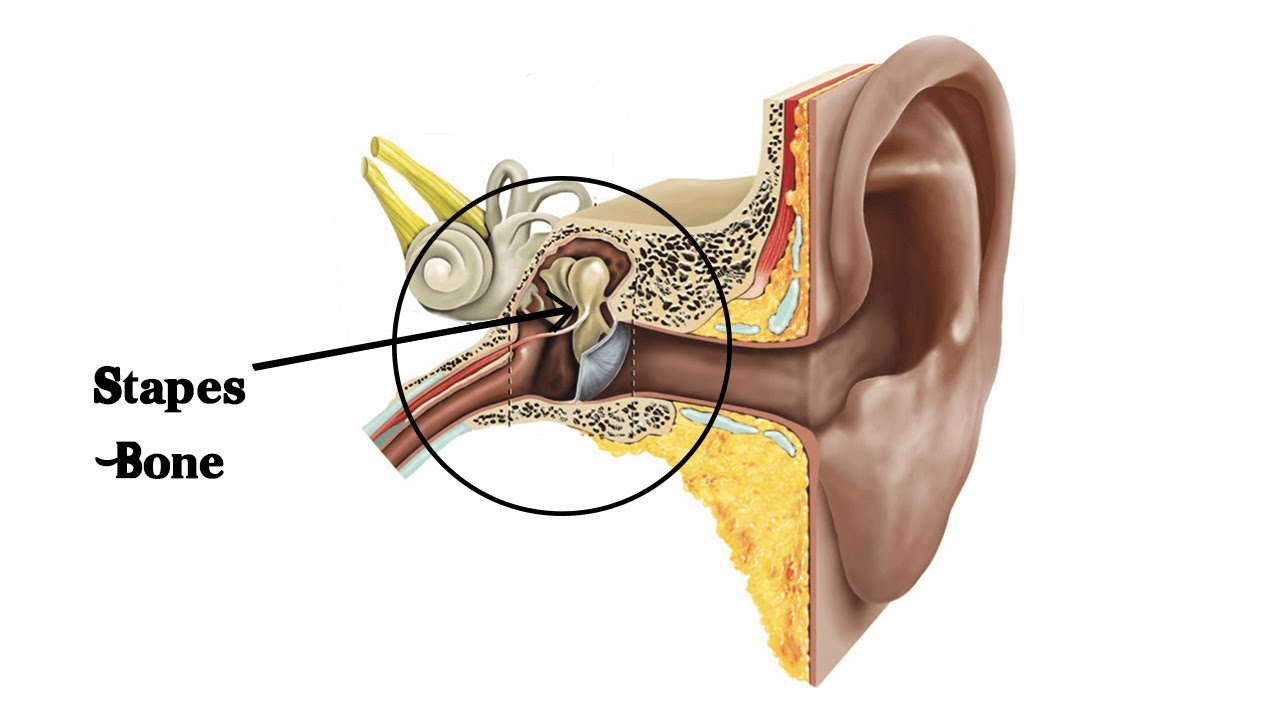 Which Is The Smallest Bone Of Human Body: Unveiled!