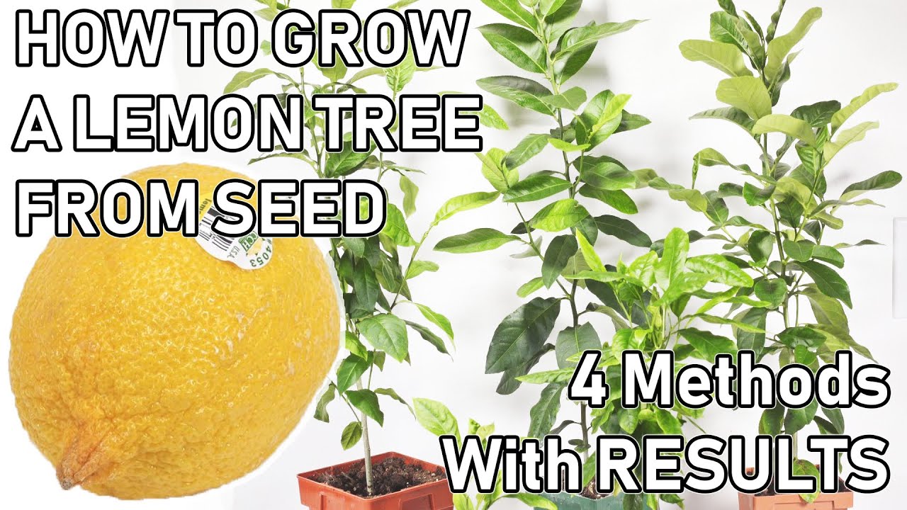How Do You Grow A Lemon Tree From Seed: Pro Tips Unveiled