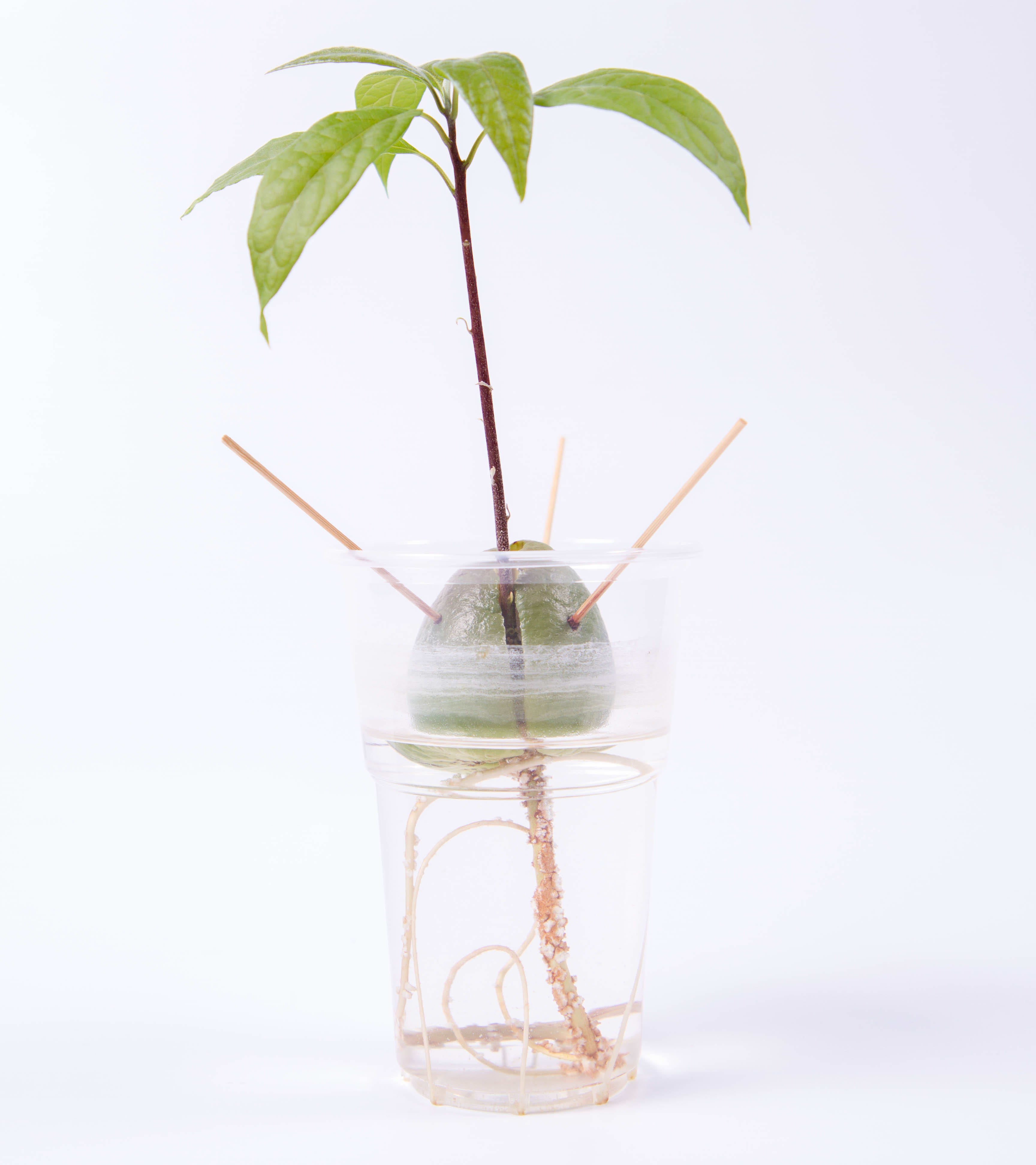 Growing An Avocado Plant From Seed: Easy Success Tips