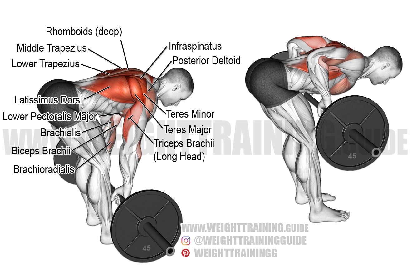 Bent Over Barbell Rows Muscles Worked: Ultimate Guide