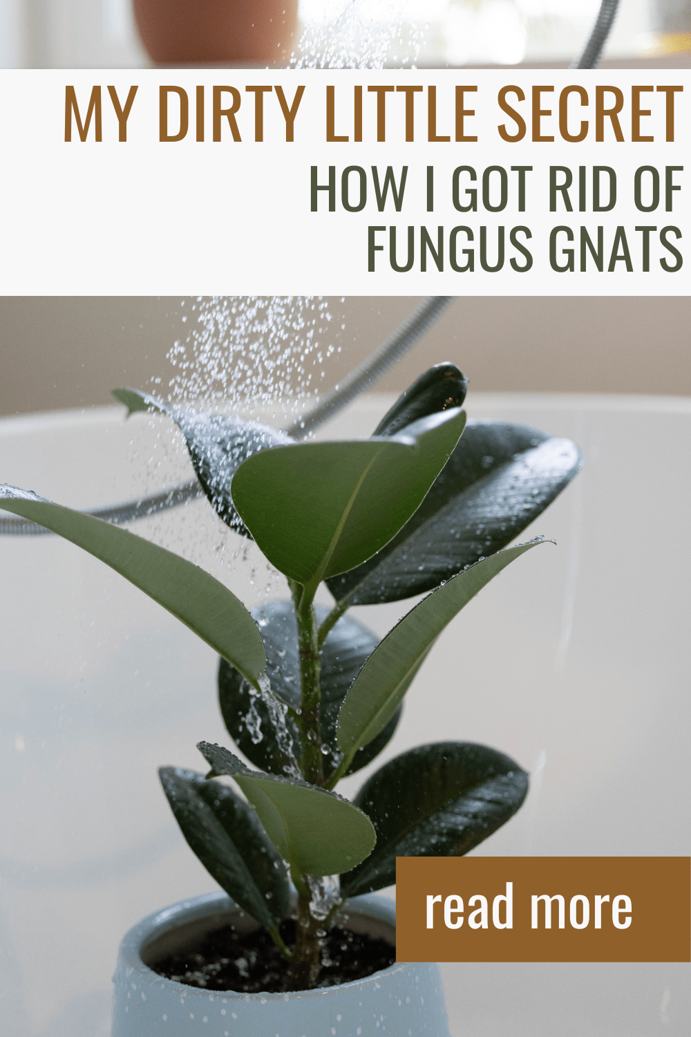 How To Get Rid Of Gnats From Houseplants: Proven Solutions