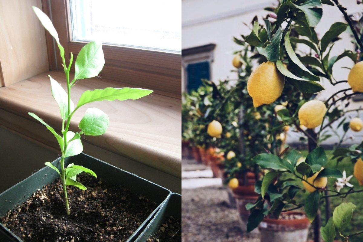 How Do You Grow A Lemon Tree From Seed: Pro Tips Unveiled
