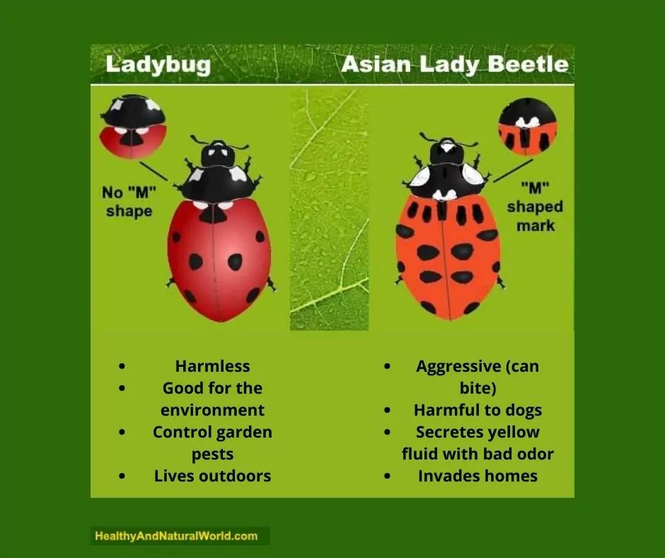 Ladybugs Vs Asian Beetles: Unveiling The Differences