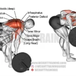 Bent Over Barbell Rows Muscles Worked