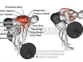 Bent Over Barbell Rows Muscles Worked