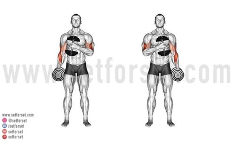 Exercise For Biceps Using Dumbbells: Boost Your Gains!