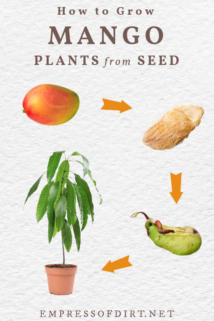 How To Plant A Mango Seed From The Fruit: Grow Lush Mangos!