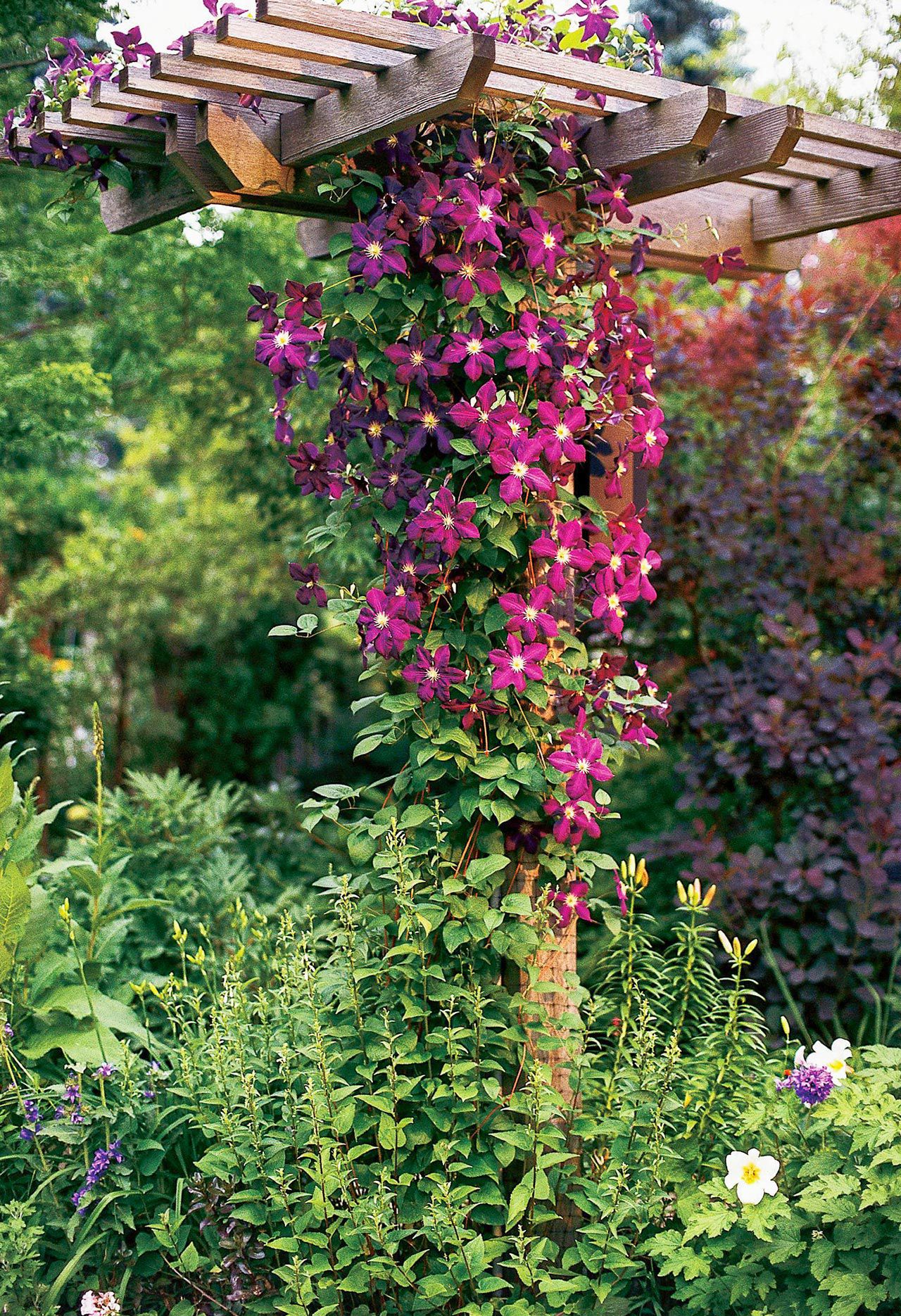 Climbing Vines And Flowers: Elevate Your Garden Aesthetics!