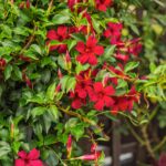 Climbing Vines And Flowers