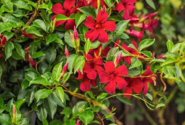 Climbing Vines And Flowers