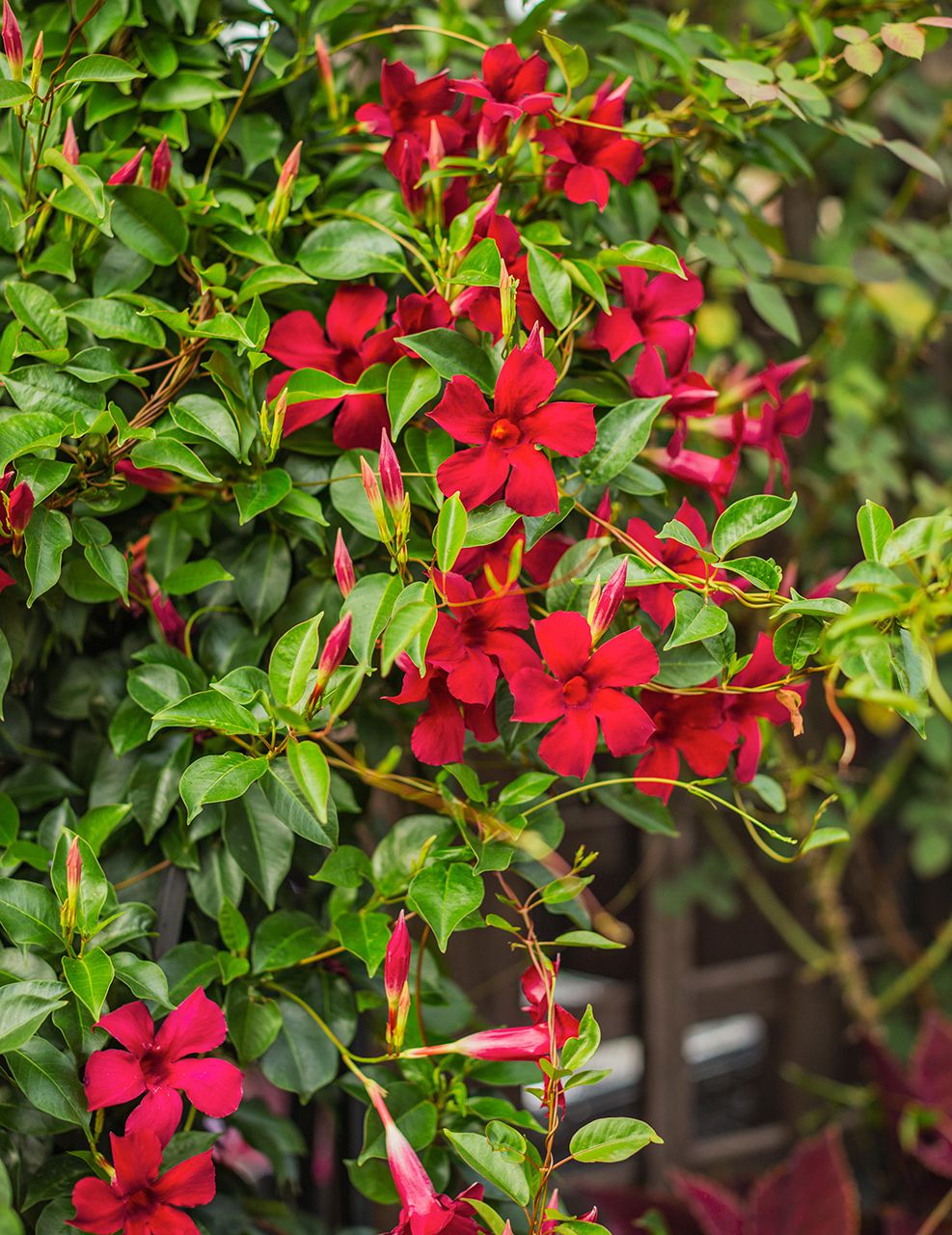 Climbing Vines And Flowers