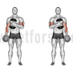 Exercise Of Biceps With Dumbbells