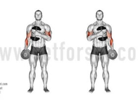 Exercise Of Biceps With Dumbbells