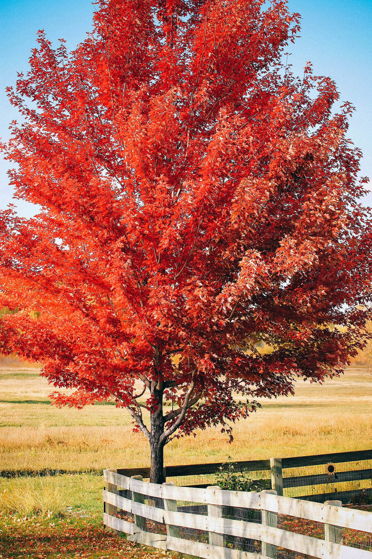 Fastest Growing Tree For Privacy: Lush Oasis Quickly!