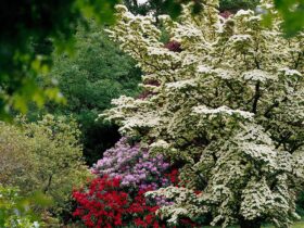 Fastest Growing Tree For Privacy