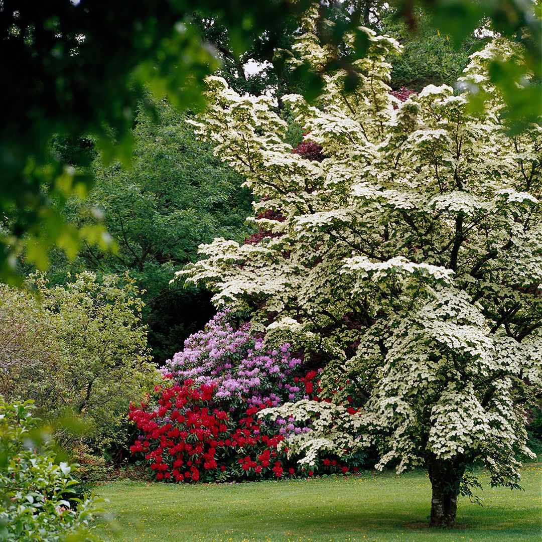 Fastest Growing Tree For Privacy