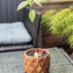 Growing An Avocado Plant From Seed