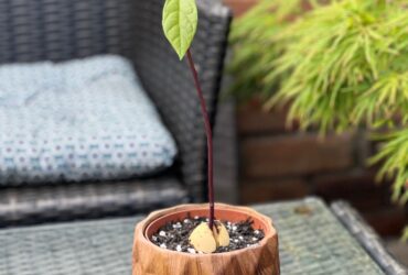 Growing An Avocado Plant From Seed