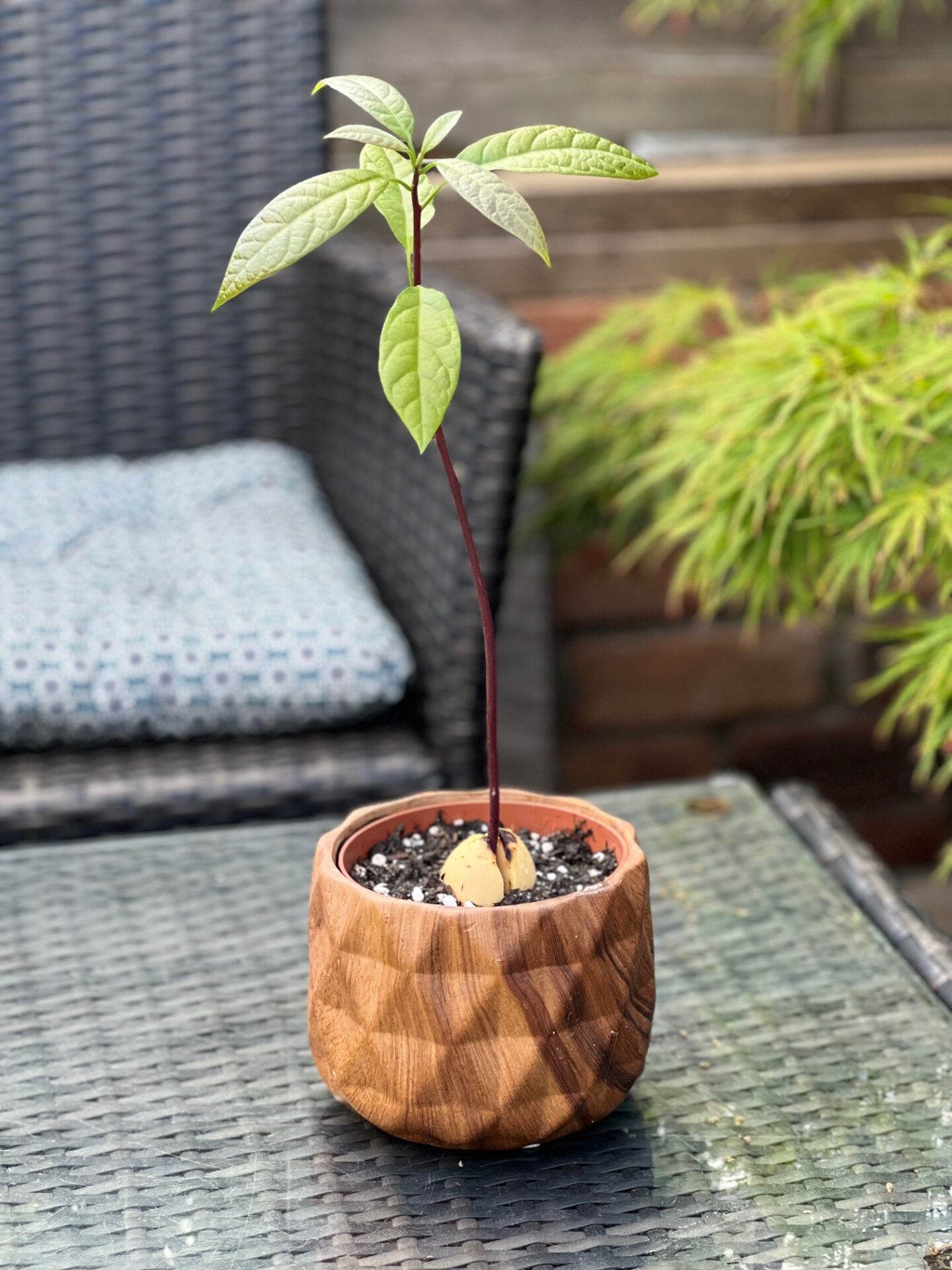 Growing An Avocado Plant From Seed