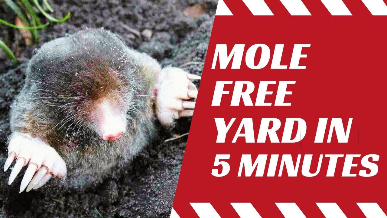 How Can I Get Rid Of Moles In The Yard Proven Strategies 2