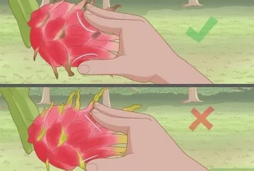 How Can You Tell If Dragon Fruit Is Ripe