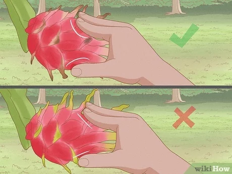 How Can You Tell If Dragon Fruit Is Ripe