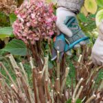 How Do You Care For A Hydrangea Plant Essential Tips