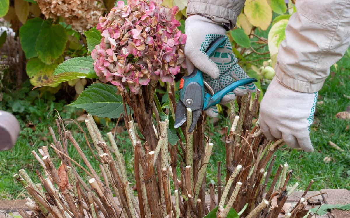 How Do You Care For A Hydrangea Plant Essential Tips