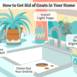 How Do You Get Rid Of Gnats In A House