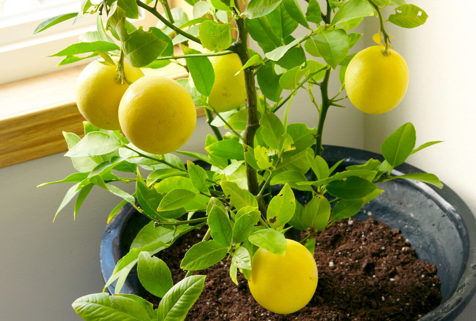 How Do You Grow A Lemon Tree From Seed