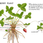 How Do You Grow A Strawberry