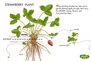 How Do You Grow A Strawberry