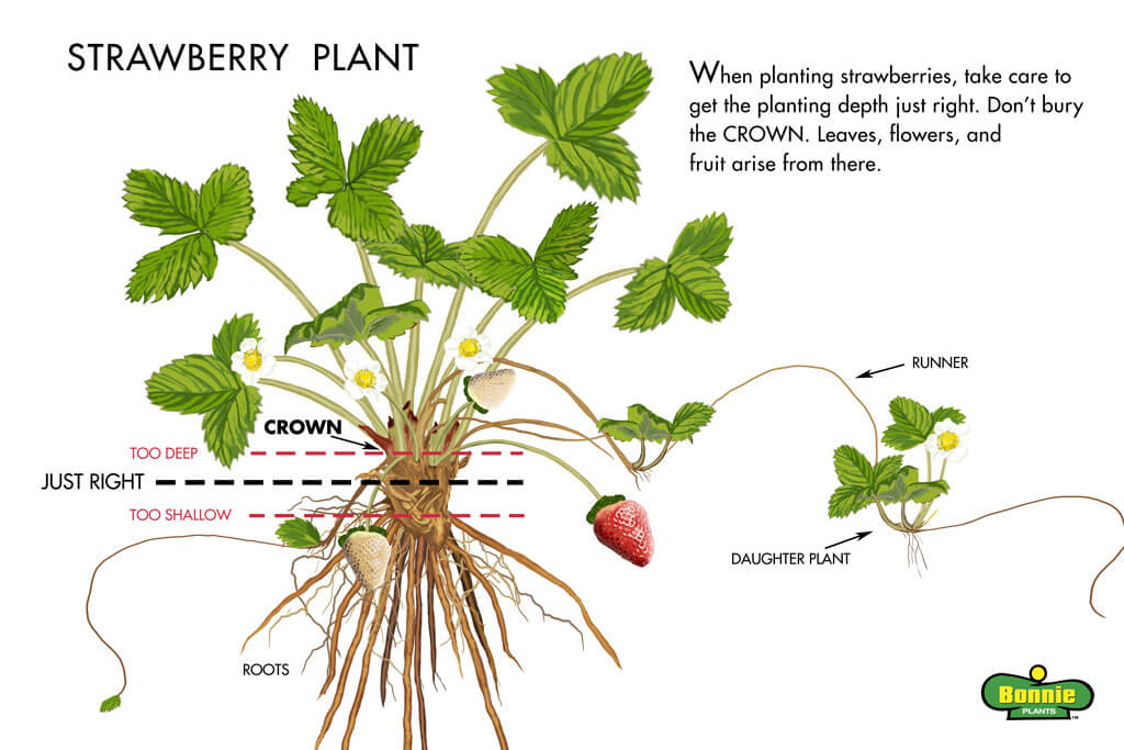 How Do You Grow A Strawberry