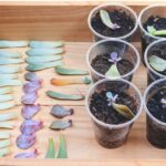 How Do You Grow Succulents From Cuttings
