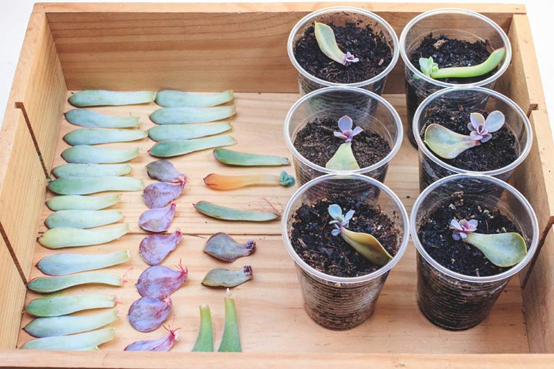 How Do You Grow Succulents From Cuttings