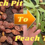 How Do You Plant A Peach Tree From A Seed