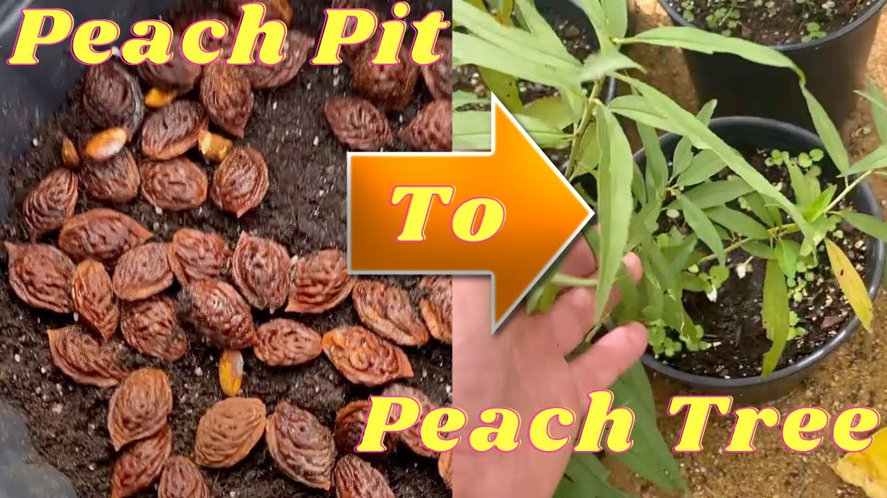 How Do You Plant A Peach Tree From A Seed