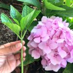 How Do You Propagate Hydrangeas From Cuttings