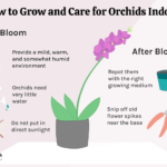 How Do You Take Care Of An Orchid Plant