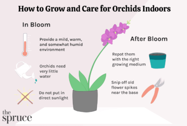 How Do You Take Care Of An Orchid Plant