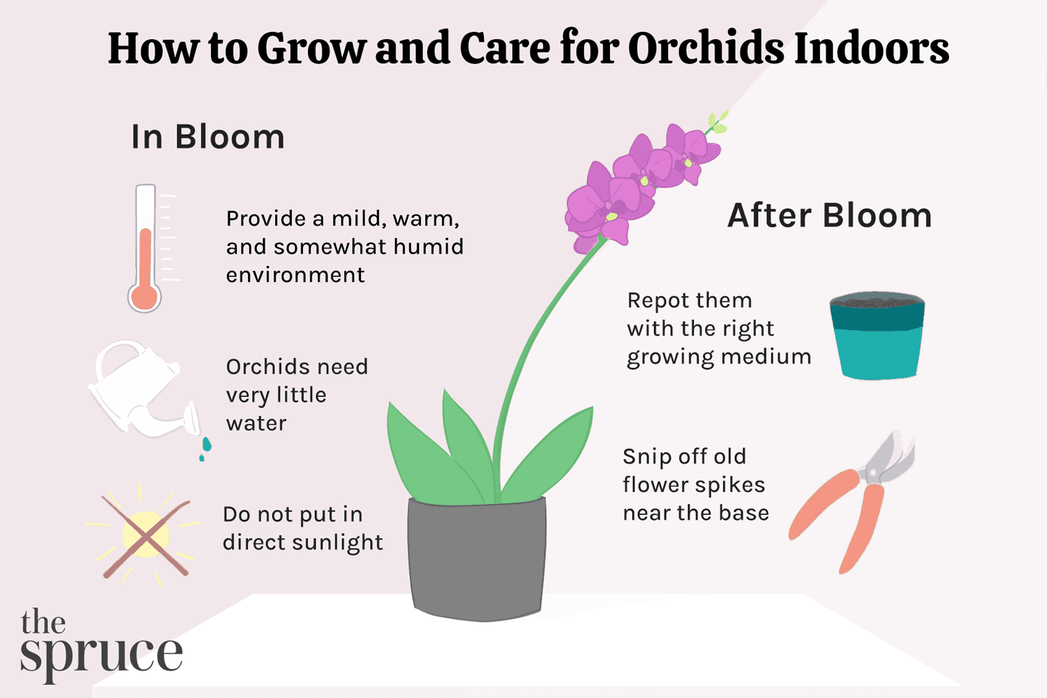 How Do You Take Care Of An Orchid Plant