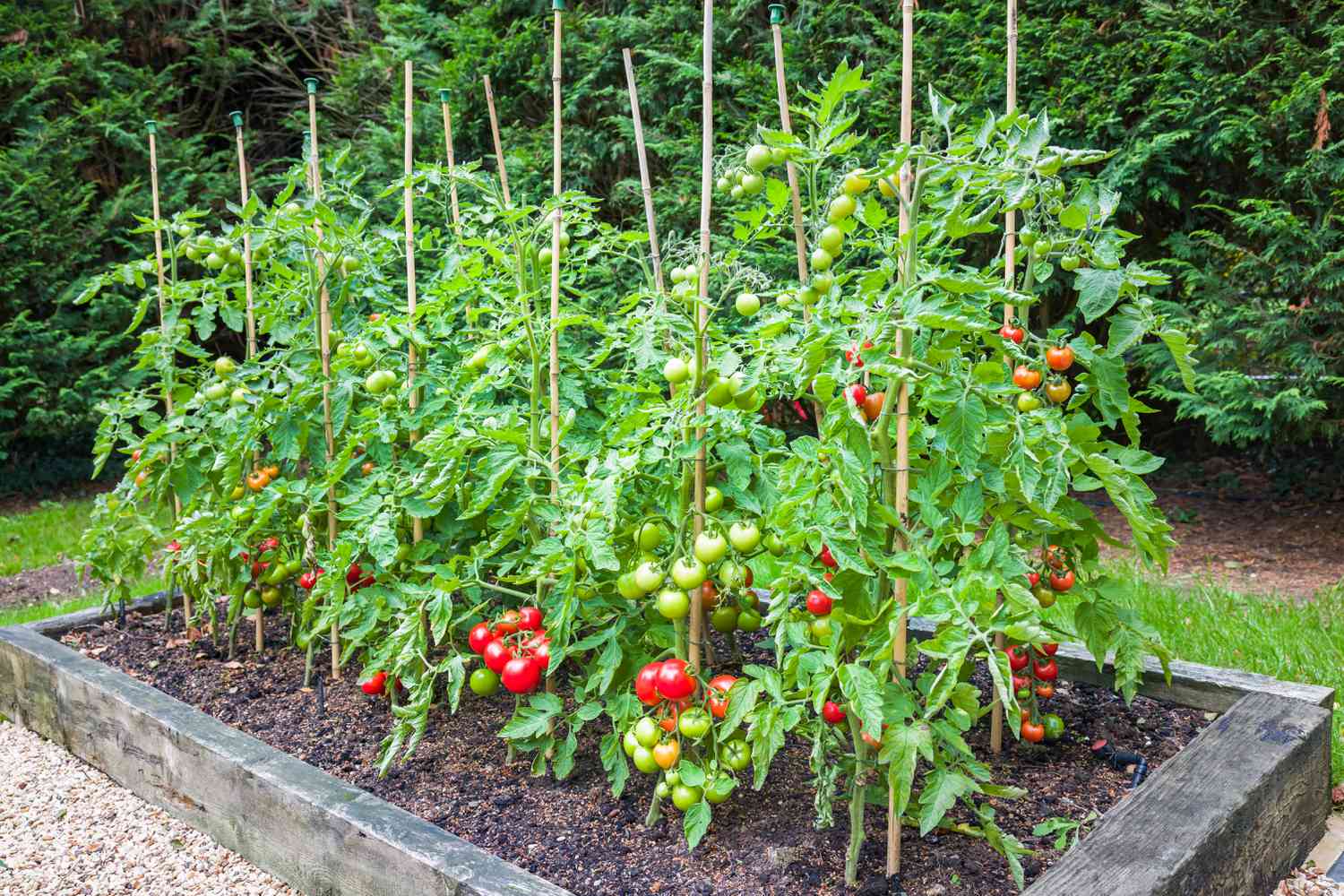 How Far Apart To Plant Tomato Plants: Maximize Yield!