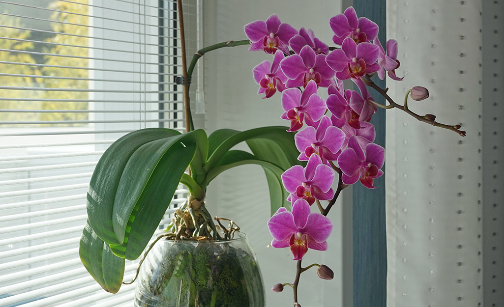 How Do You Take Care Of An Orchid Plant: Essential Tips