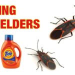 How To Get Rid Of Boxelder Bugs