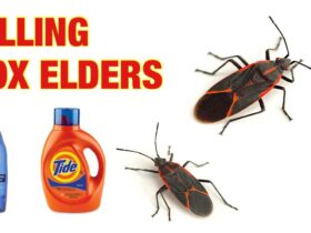 How To Get Rid Of Boxelder Bugs