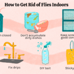 How To Get Rid Of Flies In The House Fast