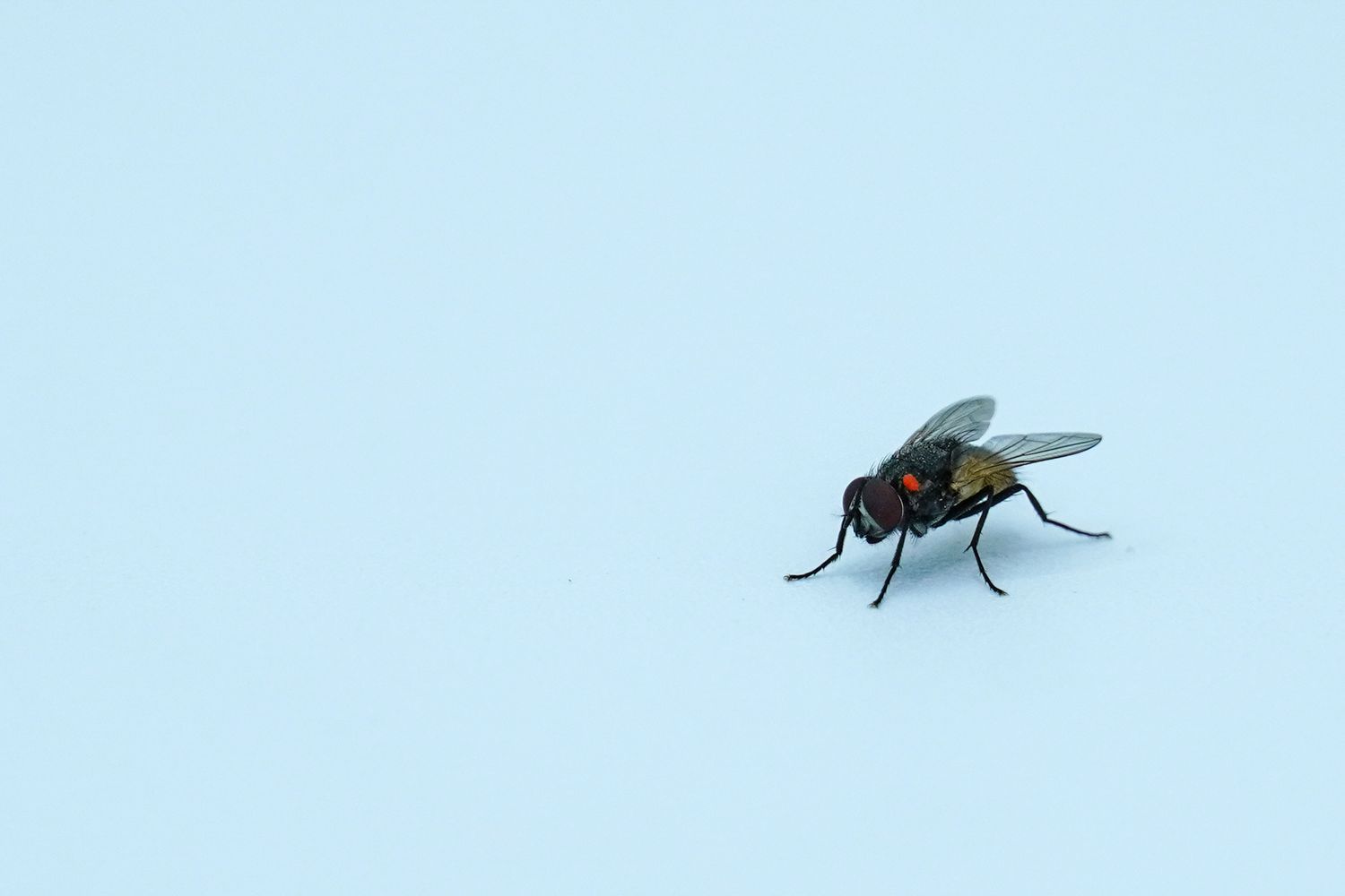How To Get Rid Of Flies In The House Fast: Proven Tips