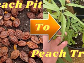 How To Grow A Peach Tree From A Peach Seed