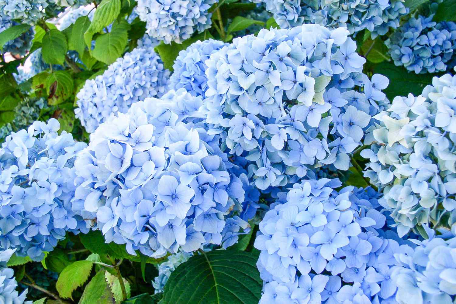 How Do You Care For A Hydrangea Plant: Essential Tips