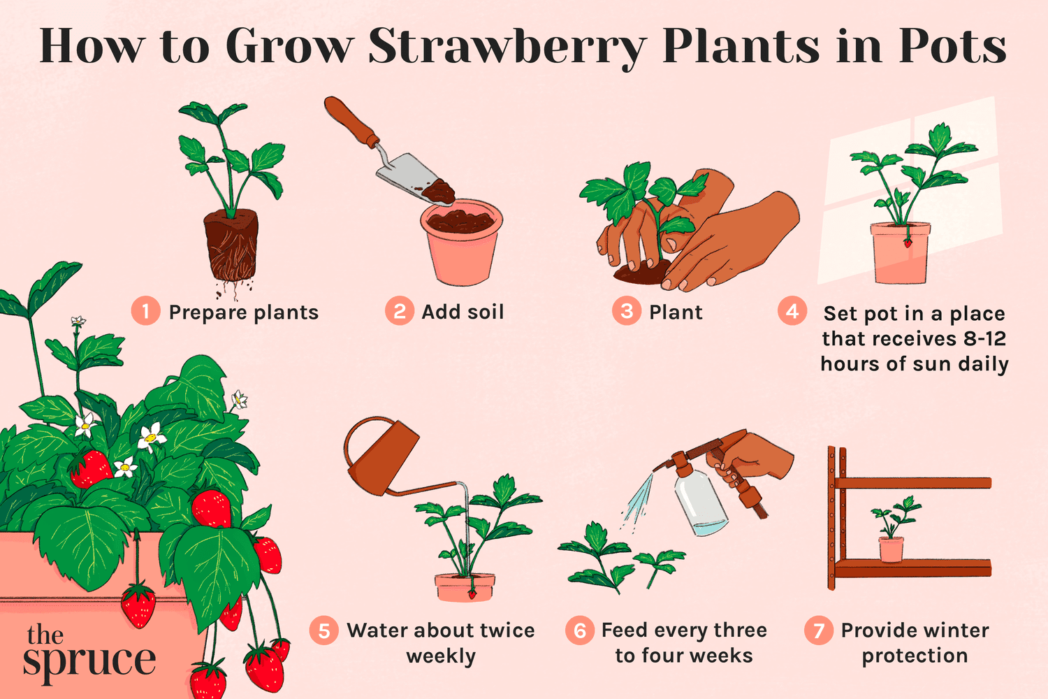 How Do You Grow A Strawberry: Essential Tips For Juicy Success